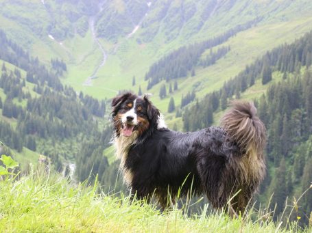 Hundebetreuung in Kitzbühel - unterwegs im Wald