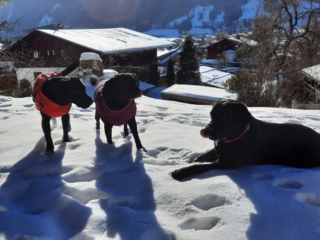 Drei Labrador Hunde haben Spaß im Hundehotel Kitzbühel