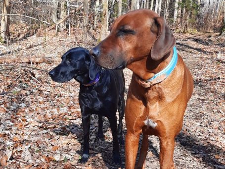 Hundebetreuung in Kitzbühel - unterwegs im Wald