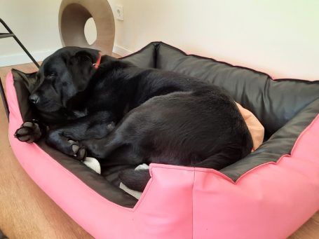 Der Labrador Mel schläft nach einem langen Tag beim Hundesitter in Kitzbühel.