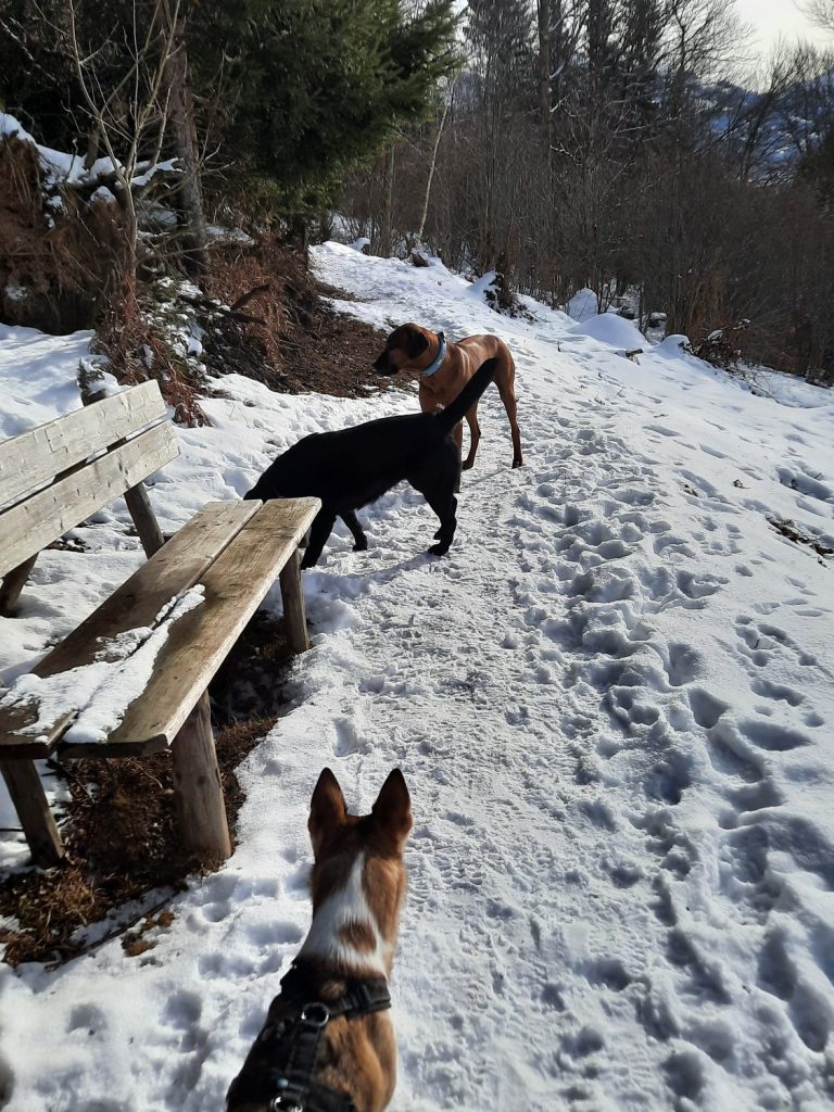 Hundebetreuung in Kitznbühel - Unterwegs