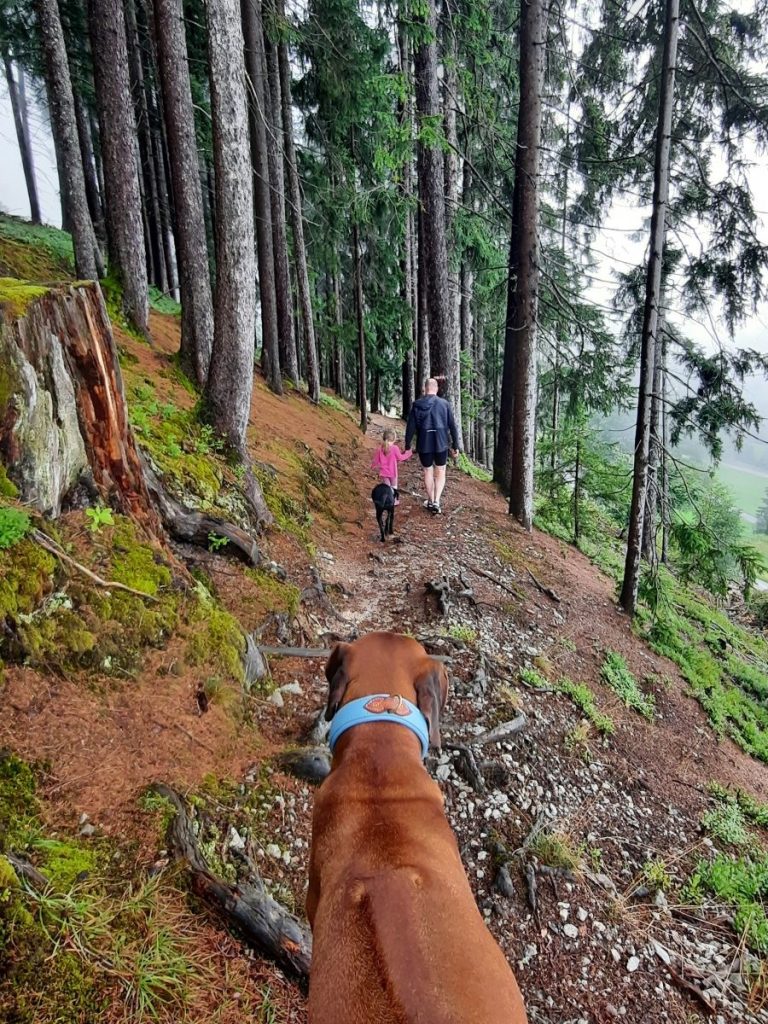 Wanderung mit Hund von Kitzbühel zum Hagsteinhaus