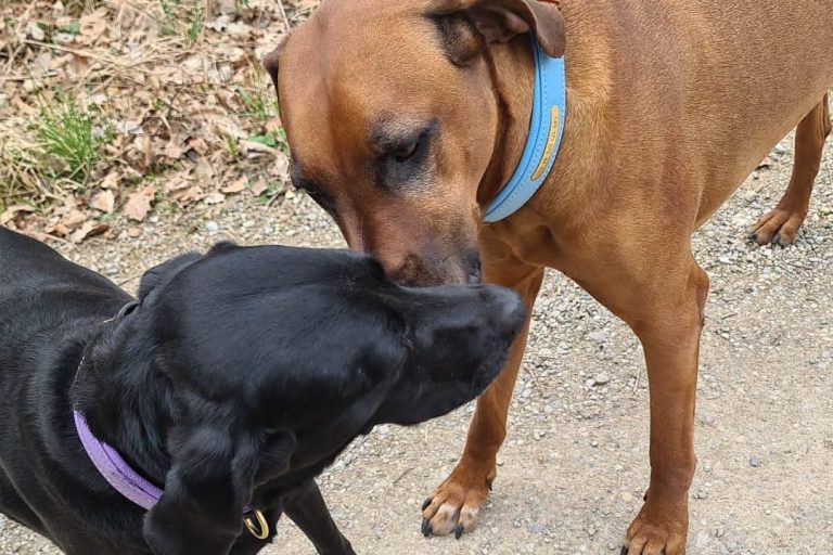 Hundebetreuung in Kitzbüehl - wenn du mal keine Zeit hast