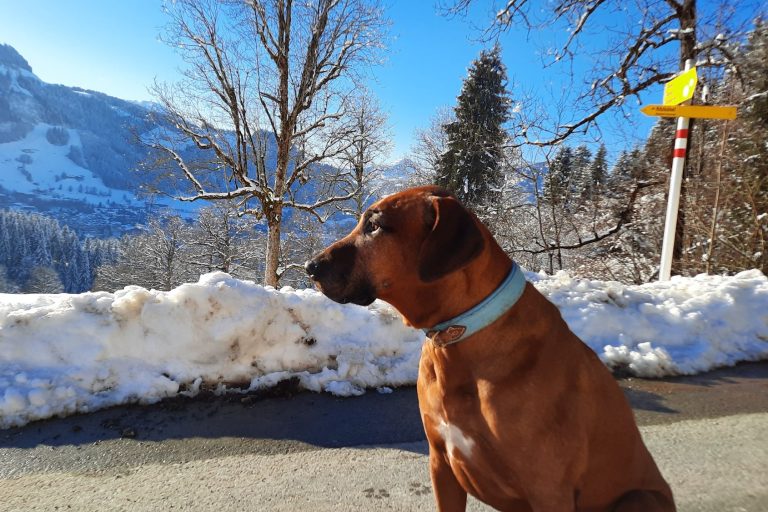 Spaziergang mit Hund von Kitzbühel zum Hagsteinhaus