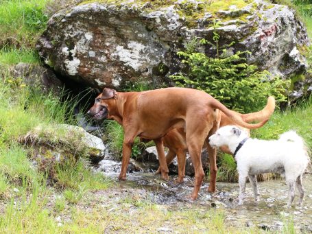 Hundehotel in Kitzbühel - unterwegs am Wasser